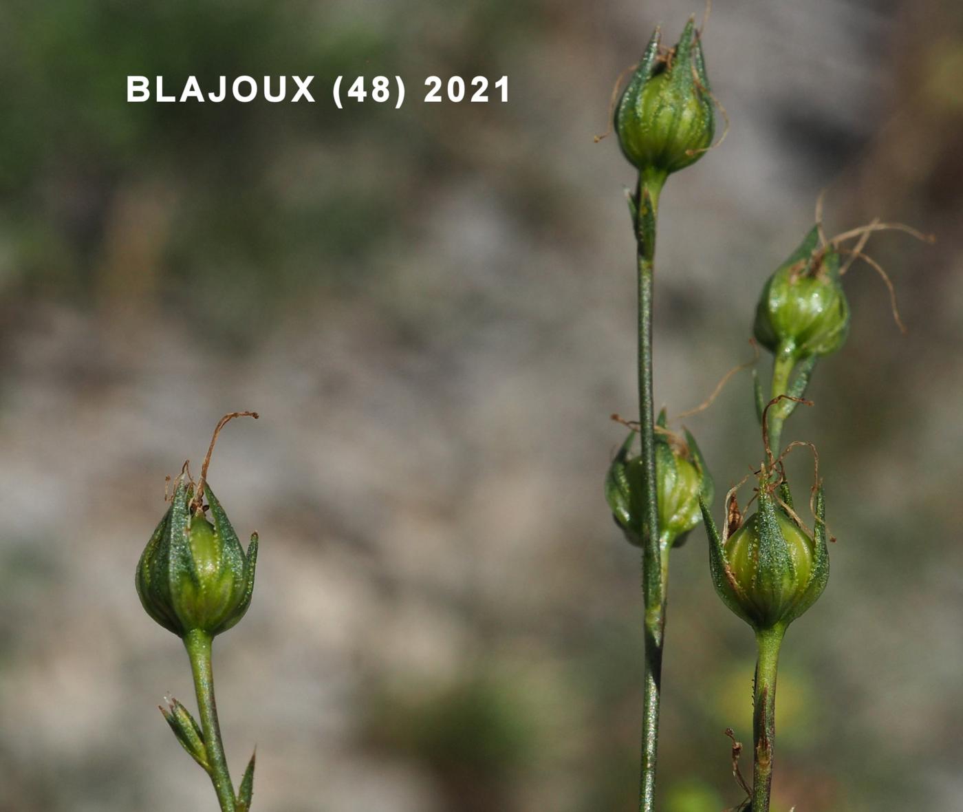 Flax, Narrow-leaved fruit